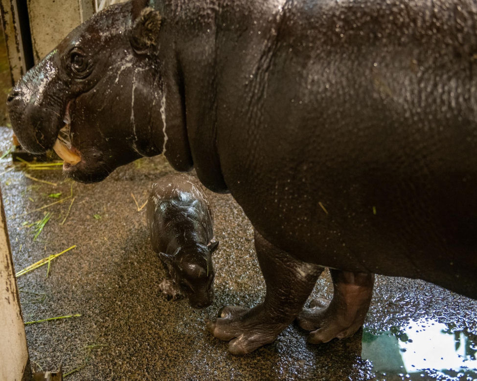 W łódzkim zoo urodził się hipopotam