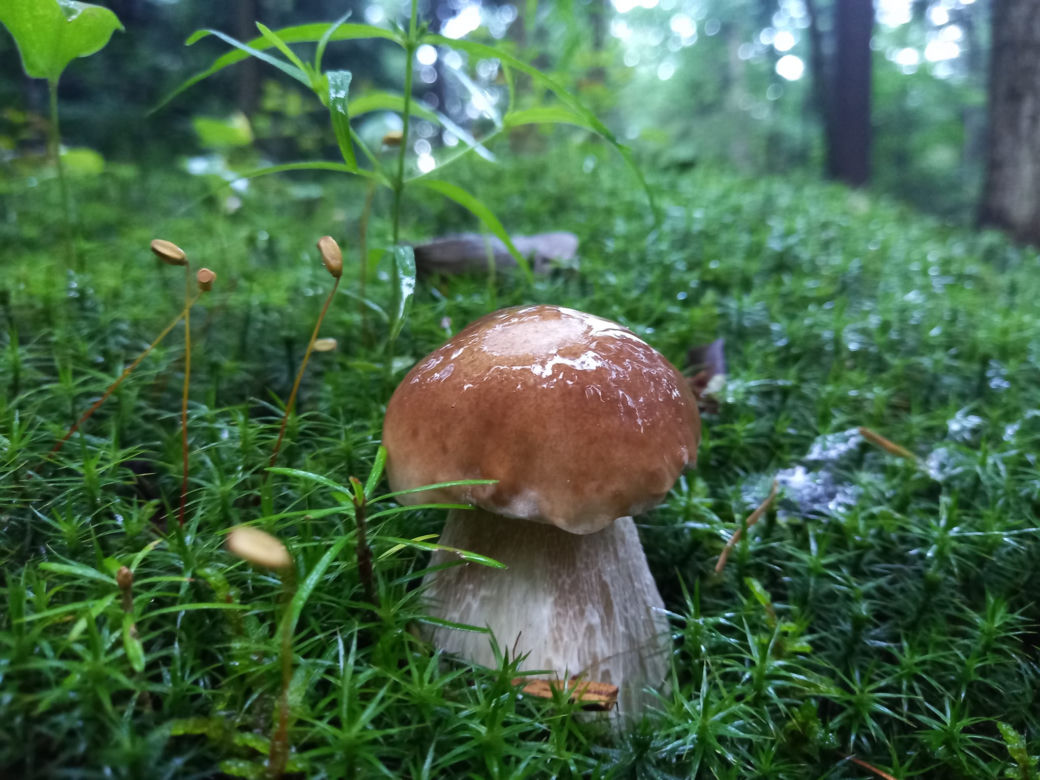 Już SĄ. Grzyby w świętokrzyskich lasach! 