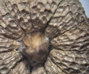 Nasiona z Maciejowa po locie w kosmos