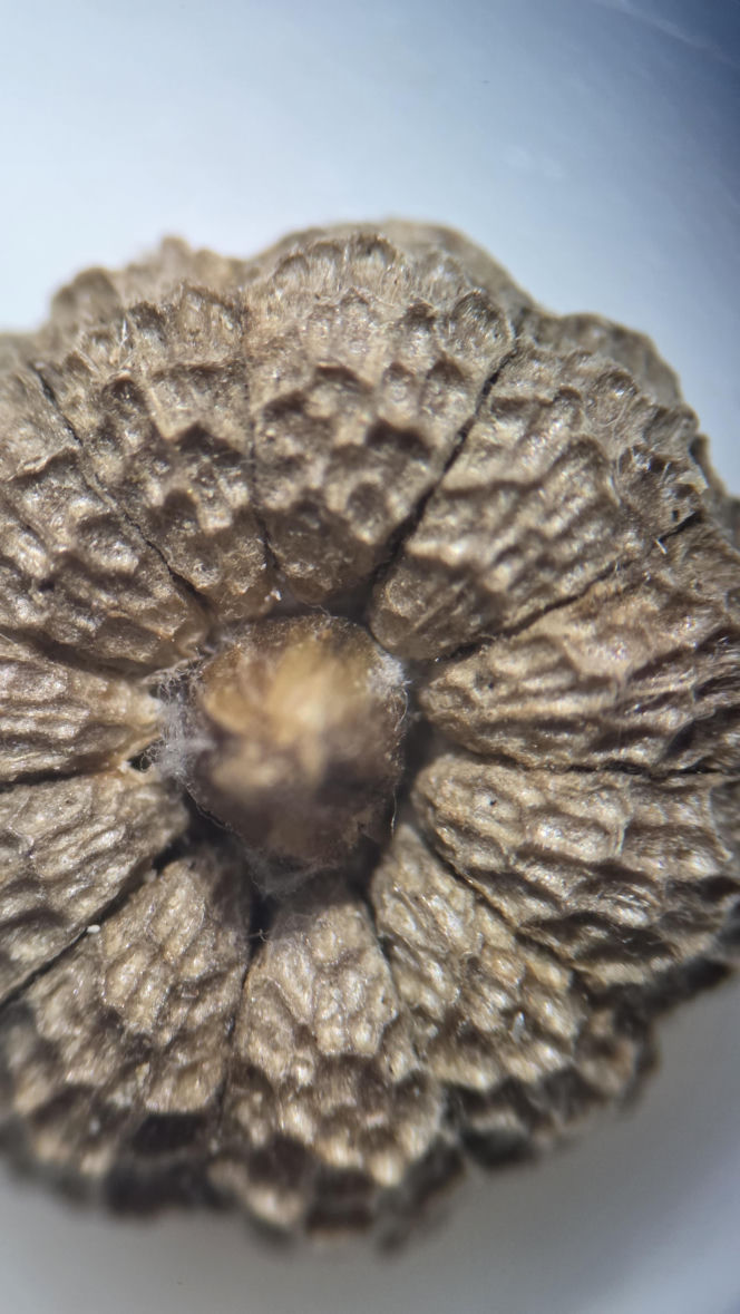 Nasiona z Maciejowa po locie w kosmos