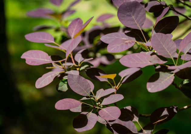 Perukowiec podolski ‘Royal Purple’