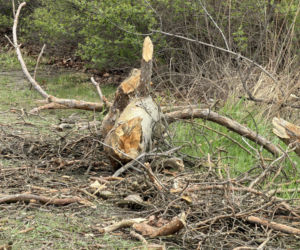 Powalone drzewa i awarie prądu w części województwa