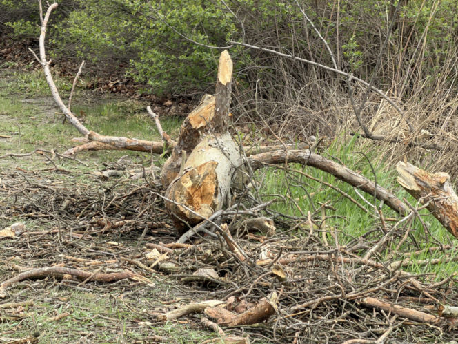 Powalone drzewa i awarie prądu w części województwa