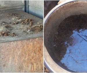 Akcja ratunkowa w likwidowanym schronisku Kocham Psisko w Mąkosach Nowych