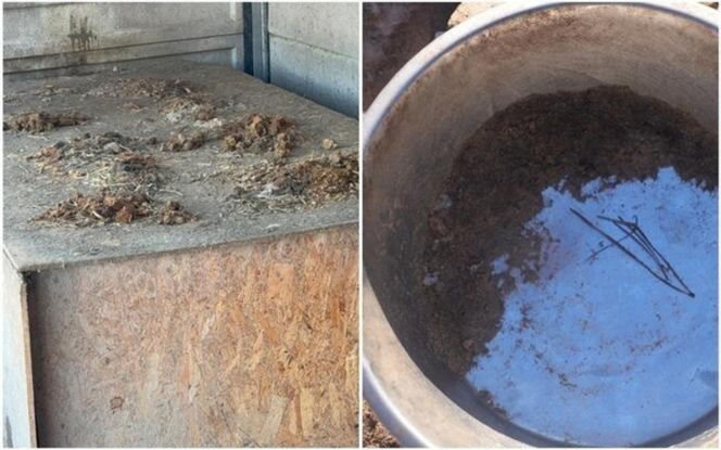 Akcja ratunkowa w likwidowanym schronisku Kocham Psisko w Mąkosach Nowych