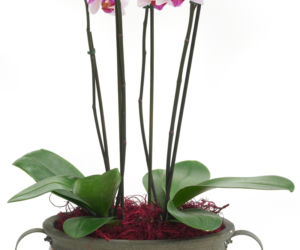 Storczyk Pahalaenopsis