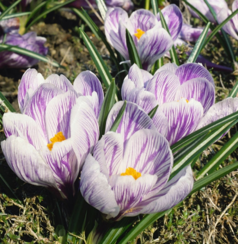 Krokus