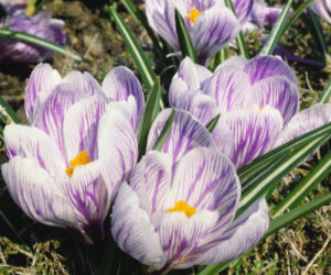 Krokus