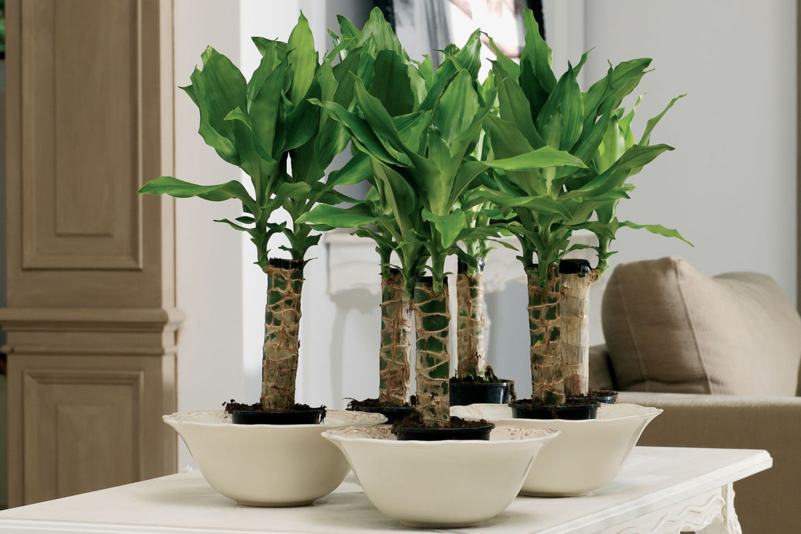 Dracena