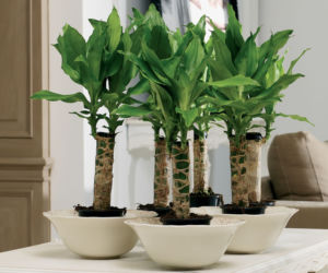 Dracena