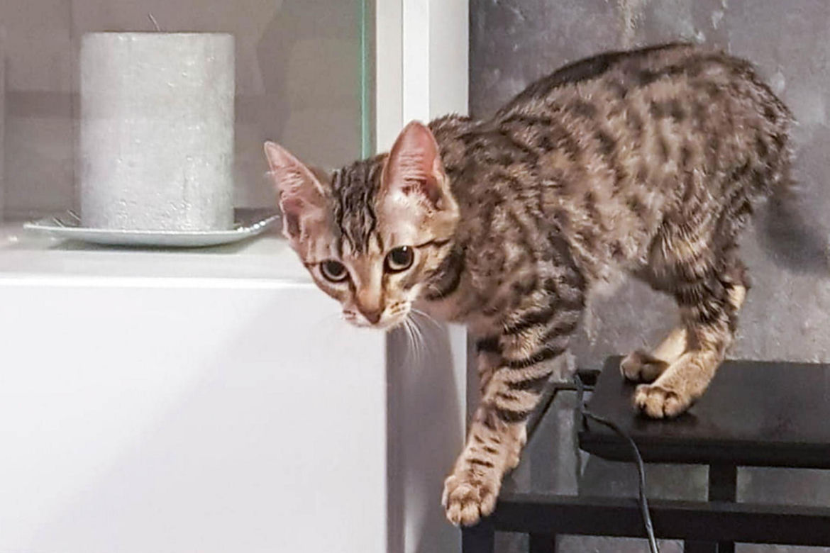 Koci snajper strzelał do Kitki