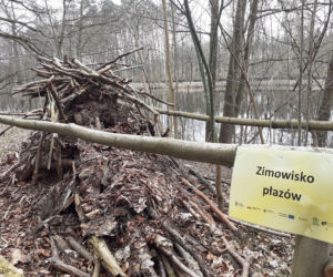 Ochrona żab na Barbarce