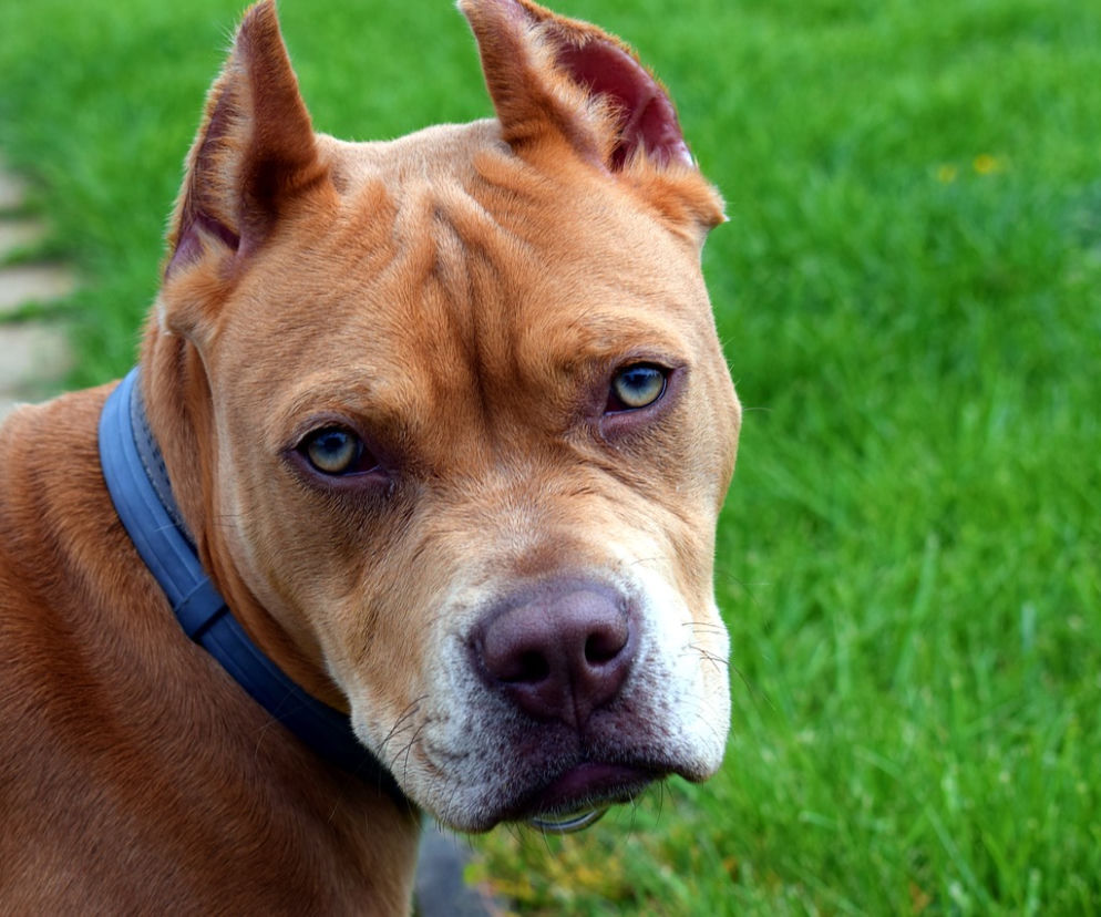Ostrołęka. Pitbull bez smyczy i kagańca! Wokół mnóstwo małych dzieci