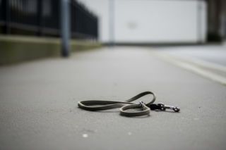 Agresywny amstaff pogryzł suczkę. Jakie konsekwencje czekają właściciela?