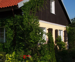 Pnącza na ściany
