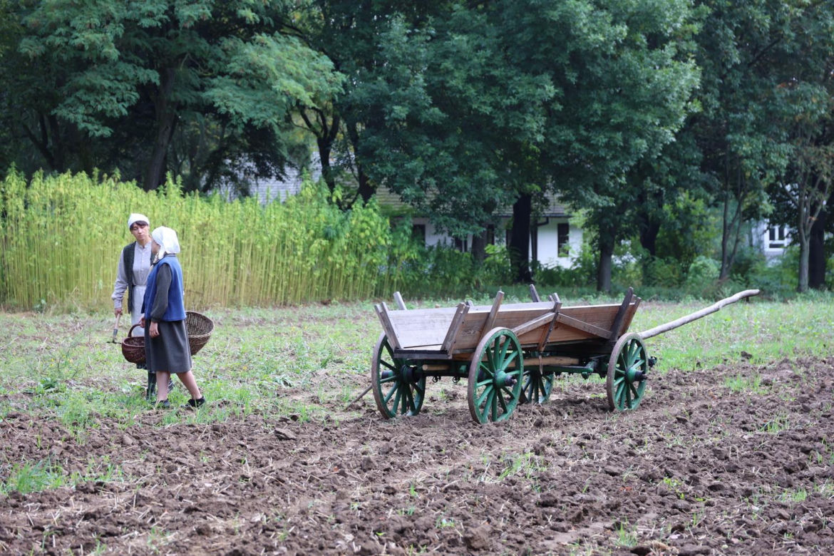 Wykopki kartoflane 2023 w lubelskim skansenie