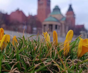 W Szczecinie już je widać! Kolorowe kwiaty oznaczają tylko jedno