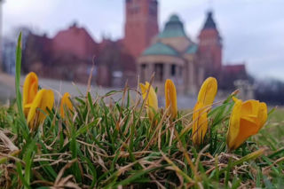 Już się pojawiły, ale kulminacja dopiero przed nami. To zwiastun nadchodzącej wiosny