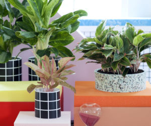 Aglonema