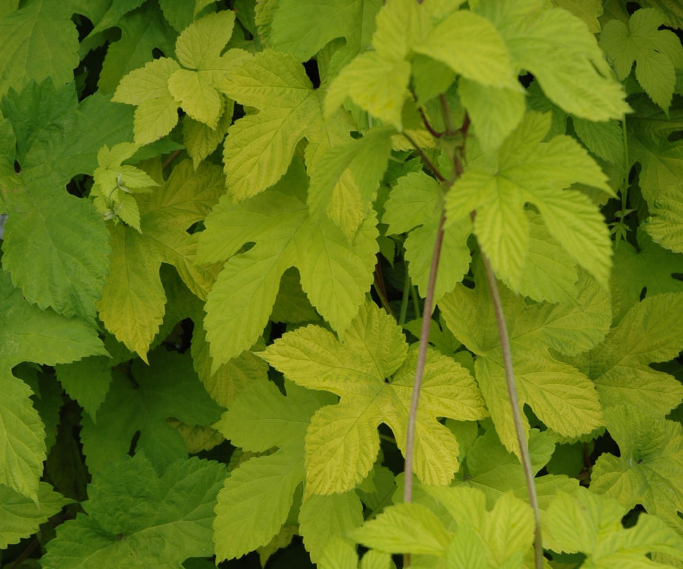 Chmiel zwyczajny 'Aureus' 