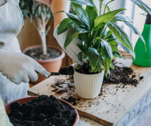 Jaka powinna być dobra ziemia dla skrzydłokwiatu?