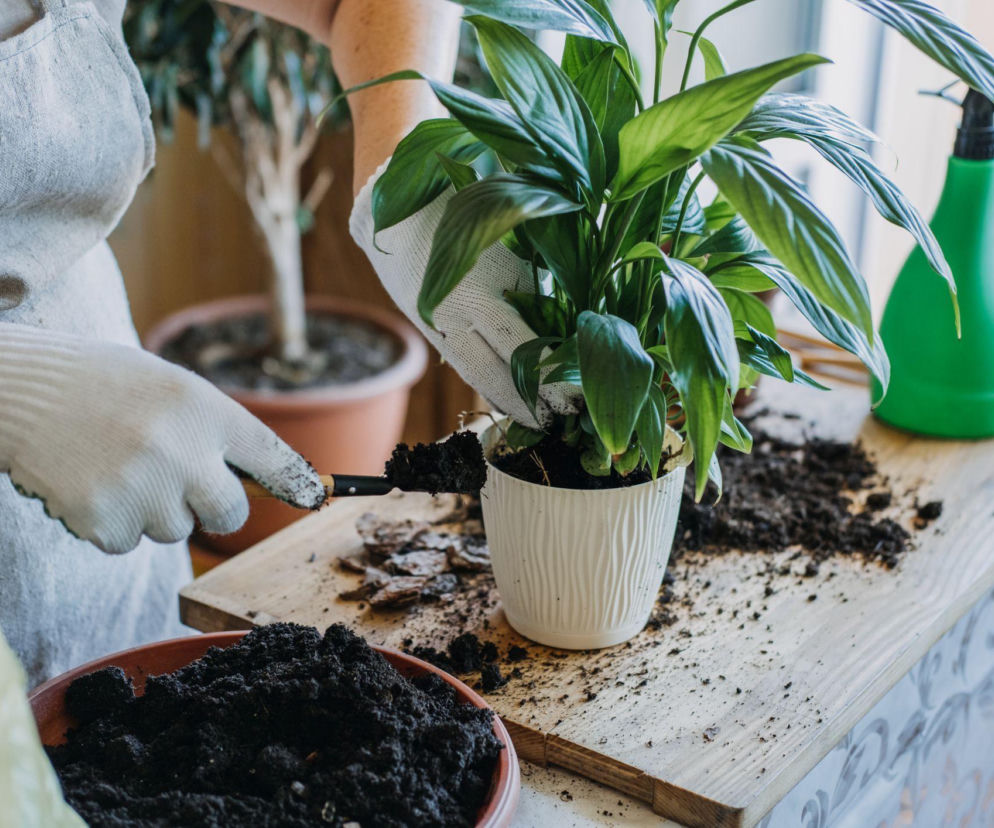 Jaka powinna być dobra ziemia dla skrzydłokwiatu?