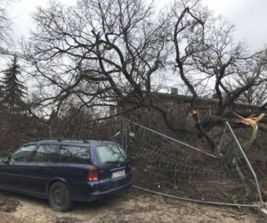 Wiąz z ulicy Wiązowej przeszedł do historii