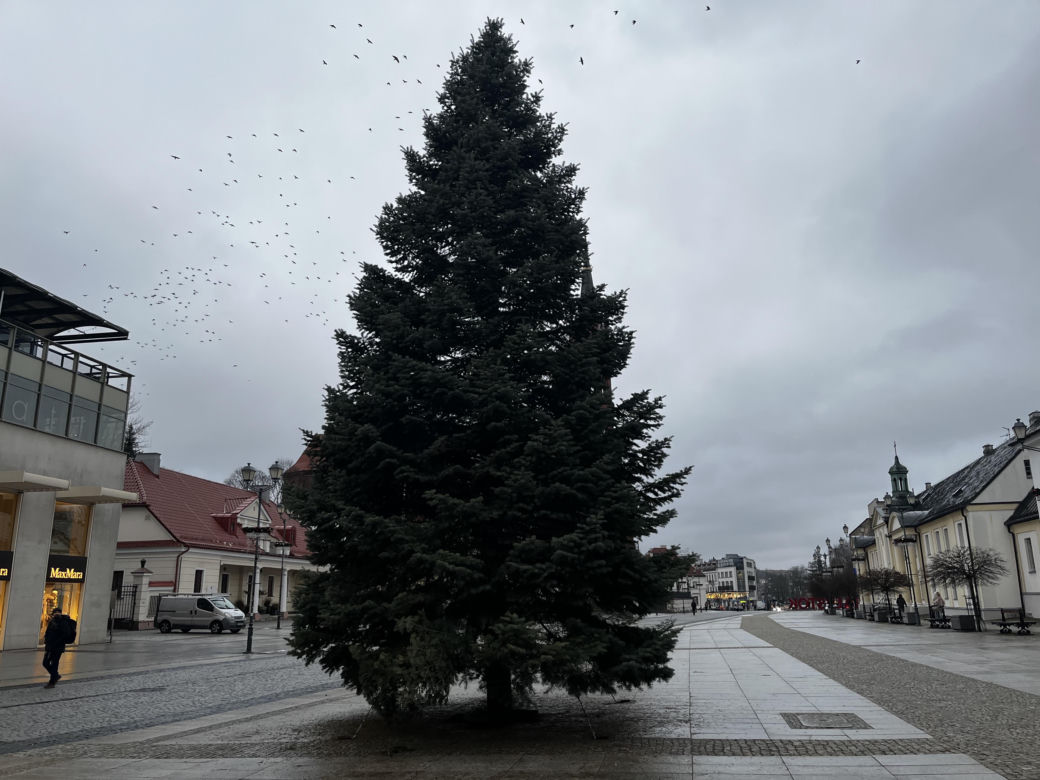 Wielki choinka stanęła na Rynku Kościuszki