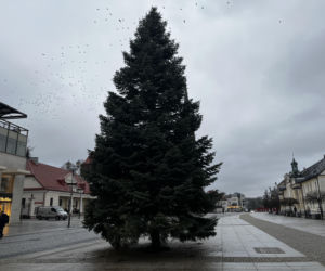 Wielki choinka stanęła na Rynku Kościuszki