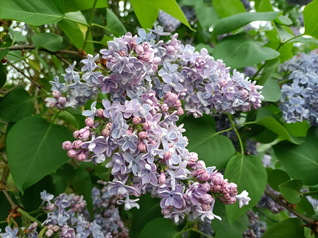 Arboretum Kórnickie - raj dla miłośników pięknych roślin