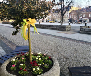 Do Jasła zawitała wiosna. Na rabatach i skwerach pojawiły się tysiące kwiatów