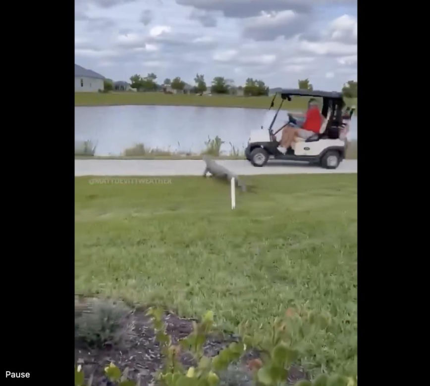 Aligator