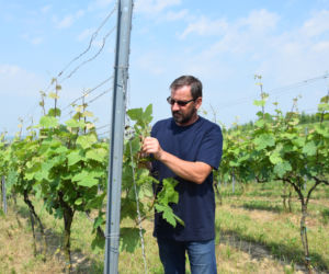 Dariusz Rosół. Pierwszy winiarz w Polsce, który może robić wino mszalne