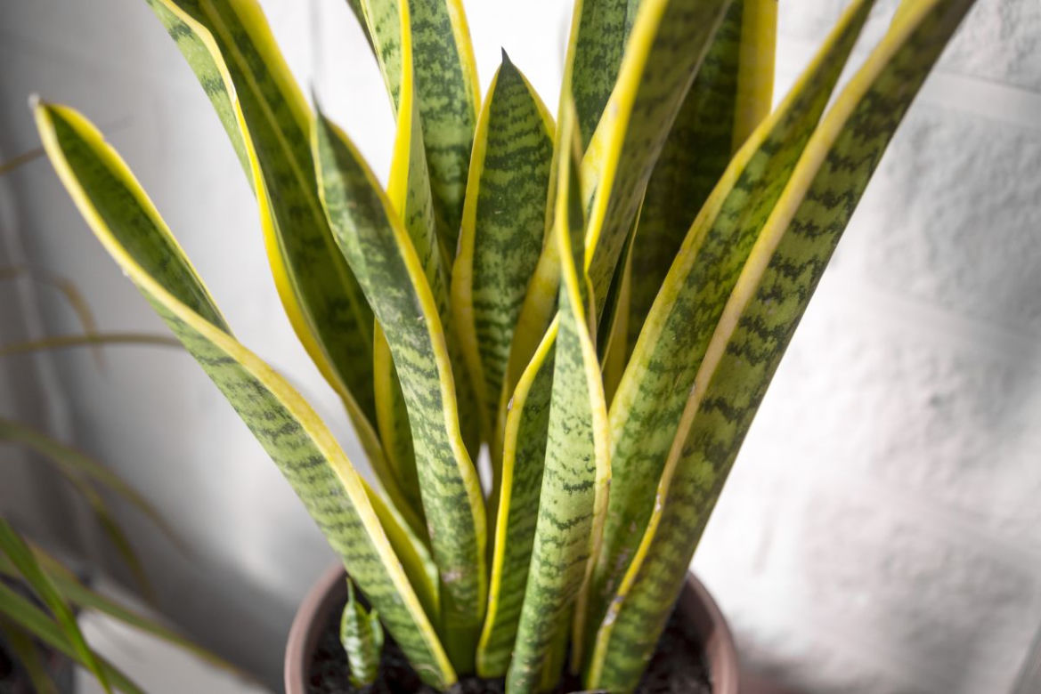 Sansevieria trifasciata