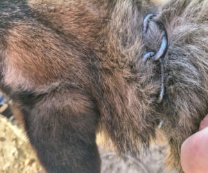 Przerwali cierpienie zwierząt. 12 psów i kot odebrane właścicielom