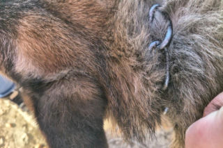 Przerwali cierpienie zwierząt. 12 psów i kot odebrane właścicielom