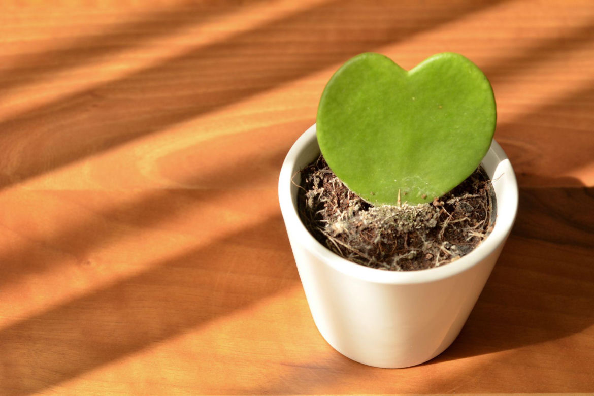 Hoya kerrii