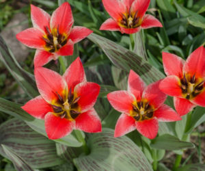 Tulipany Greiga