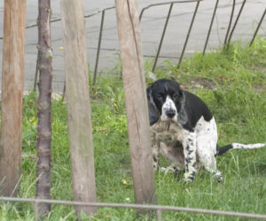 Pieski w Pałacu Prezydenckim