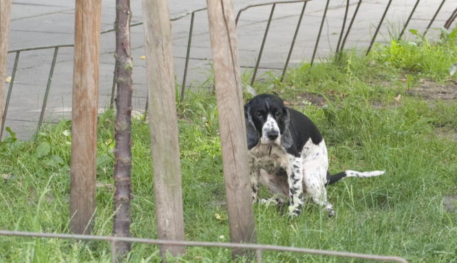 Pieski w Pałacu Prezydenckim