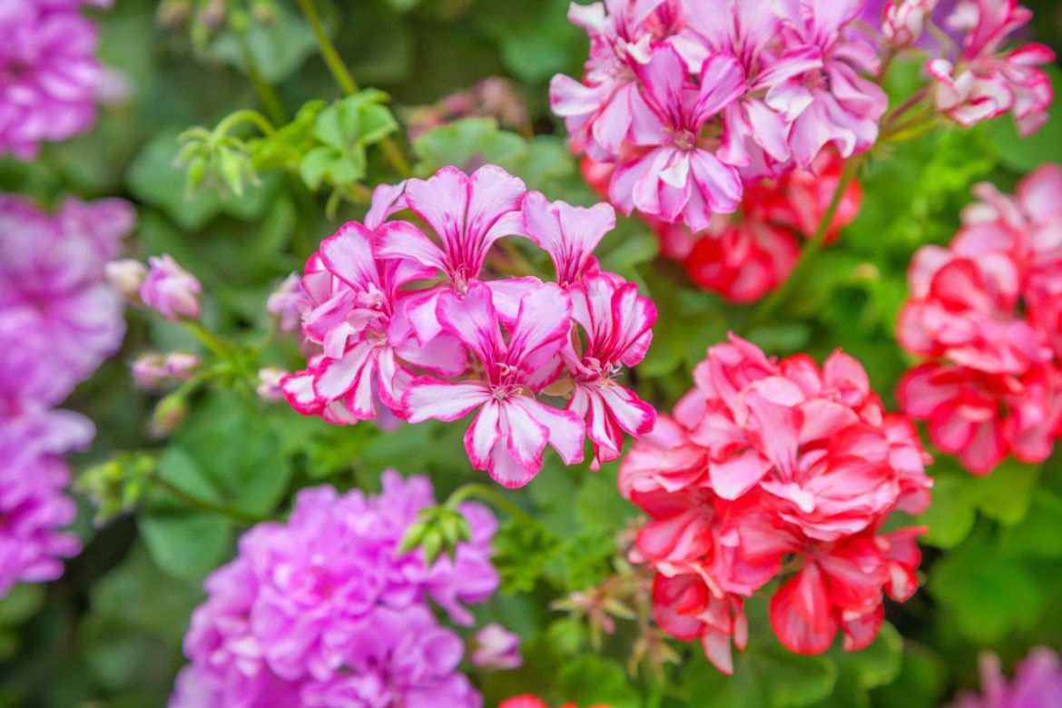 Jak nawozić pelargonie?