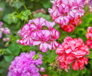 Pelargonie