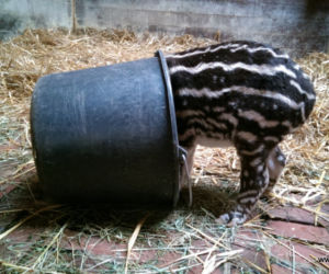 Mała Sara z wrocławskiego zoo