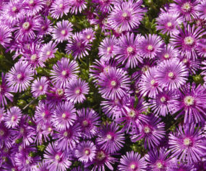 Delosperma