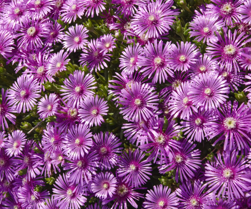 Delosperma