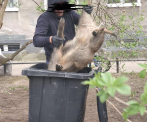 Na Bemowie uśmiercono stado dzików. W sieci burza. Ratusz tłumaczy: „Innego wyjścia nie było”