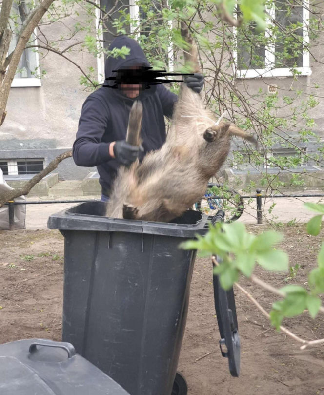 Na Bemowie uśmiercono stado dzików. W sieci burza. Ratusz tłumaczy: „Innego wyjścia nie było”