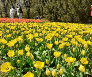 Tulipany w łódzkim botaniku