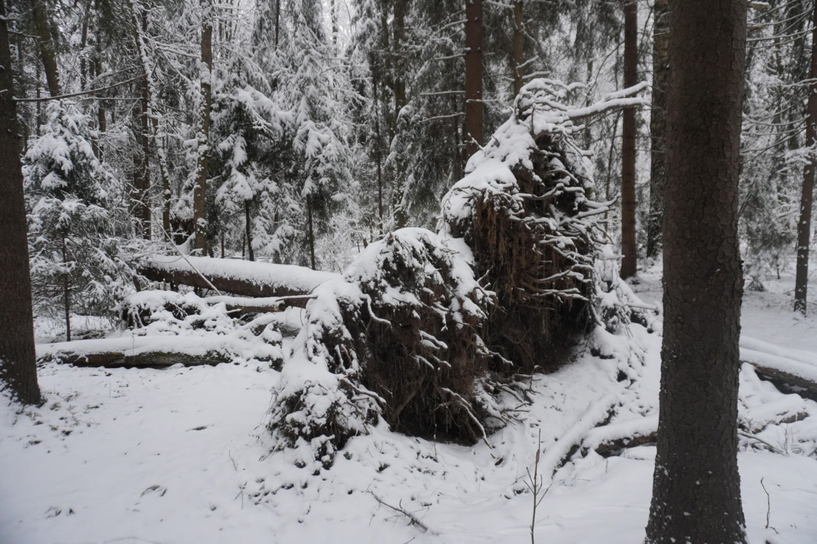 To miejsce zimą przypomina Narnię. Las Zwierzyniecki znajduje się w sercu Białegostoku [ZDJĘCIA]