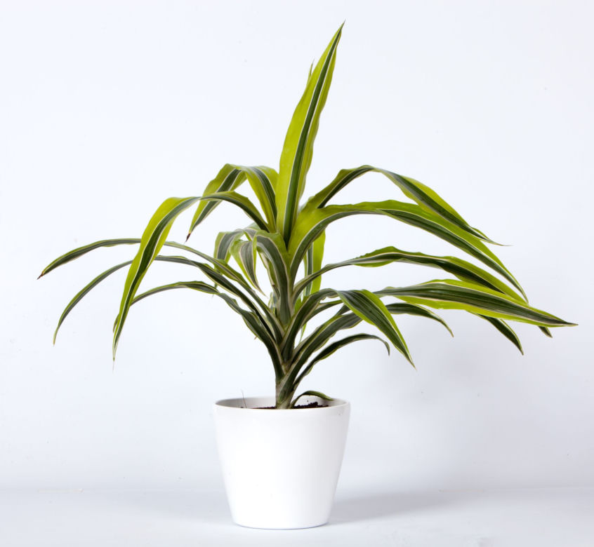 Dracena wonna 'Lemon Lime'